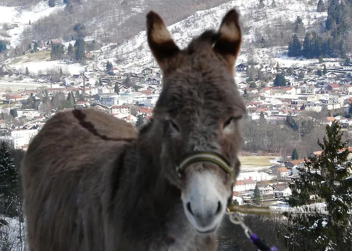 Отель Du Grammont 2*